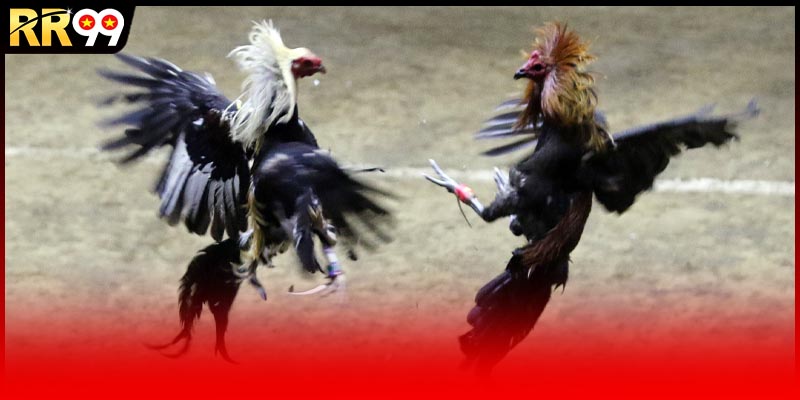 Đá gà philippines trực tiếp đã trở thành một hình thức giải trí